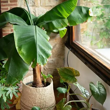 Bed and breakfast Casa 'ohana Rioturbio