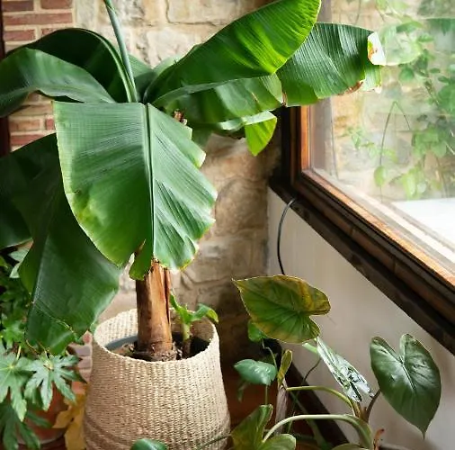 לינה וארוחת בוקר Casa 'ohana Rioturbio